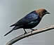 Brown-Headed Cowbird